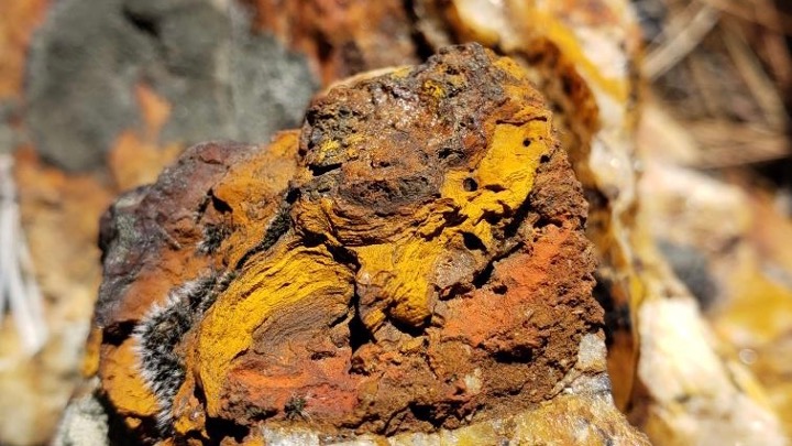 Idaho rare earth elements vein from a grab sample at Diamond Creek